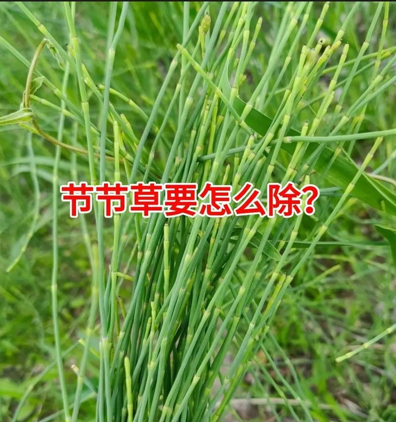 木本植物误喷除草剂的处理方法是什么？