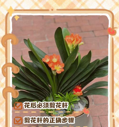 君子兰花期结束后应如何处理？