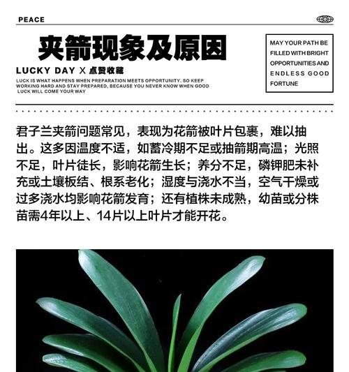 君子兰花期结束后应如何处理？