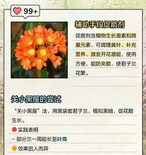 君子兰花期结束后应如何处理？