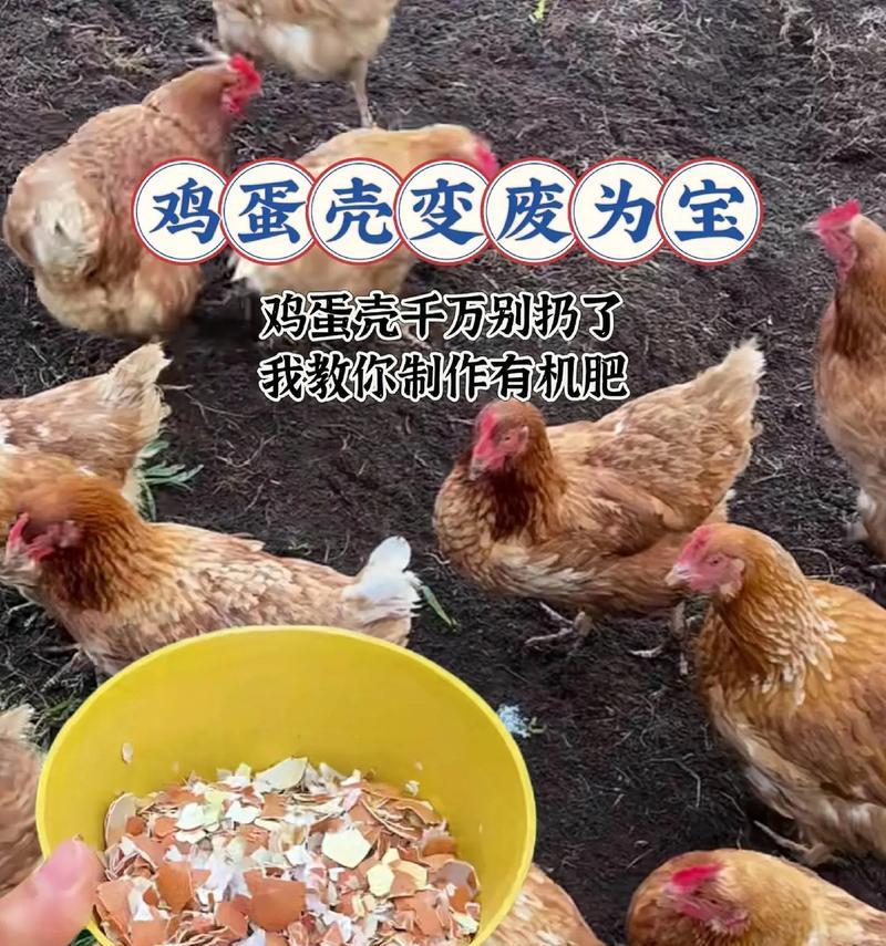 自制鸡蛋肥水肥料的方法是什么？
