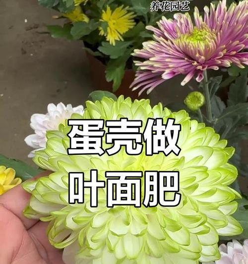 自制鸡蛋肥水肥料的方法是什么？