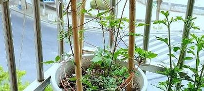 3月铁线莲发芽后如何护理？