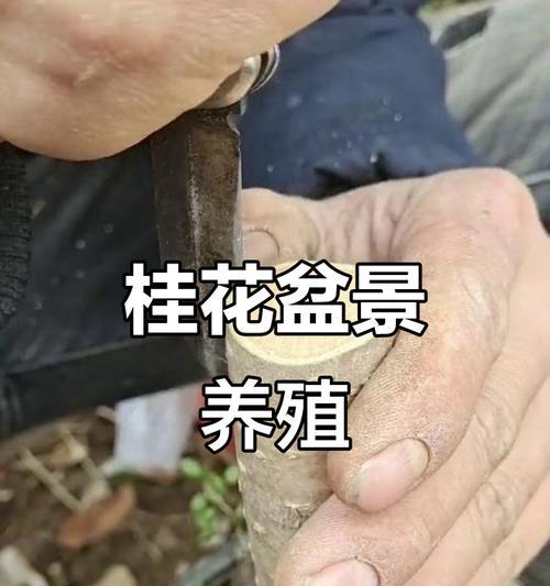 金桂盆景养护技巧有哪些？