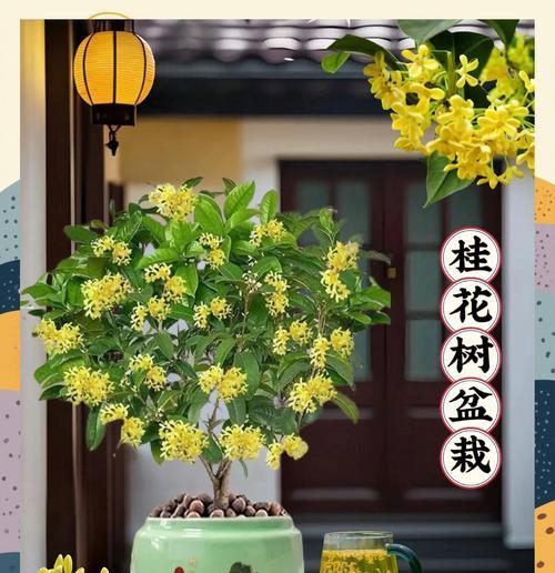 金桂盆景养护技巧有哪些？