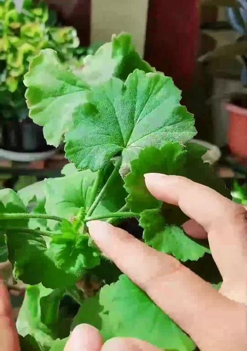 天竺葵叶子发黄如何处理？