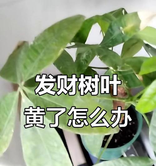 发财树扦插叶子发黄怎么办？