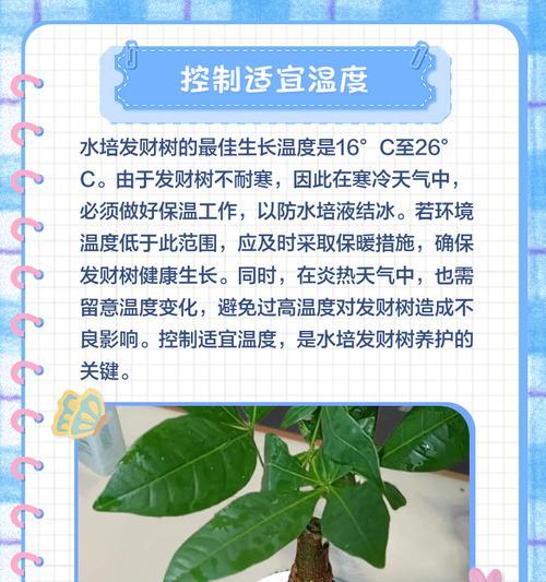 发财树扦插叶子发黄怎么办？