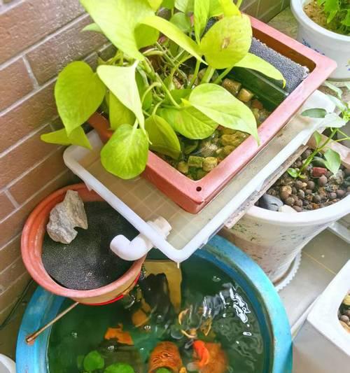 阳台鱼缸适合养哪些花？