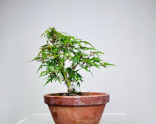 盆景树桩织金的技巧是什么？