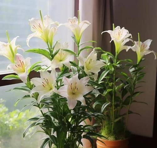 阳台摆放哪种花能招财？
