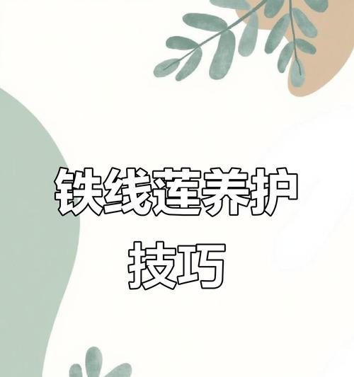 深蓝色重瓣天竺葵的养护方法？