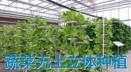 悬挂栽培技术有哪些要点？