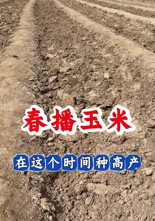 春播玉米栽培技术特点是什么？