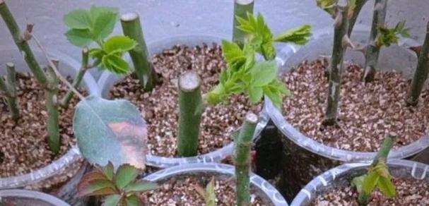 花卉冬季生根繁殖需要多久？