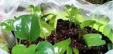 花卉冬季生根繁殖需要多久？