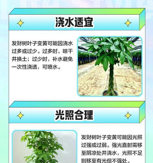 发财水过多导致叶子发黄如何解决？