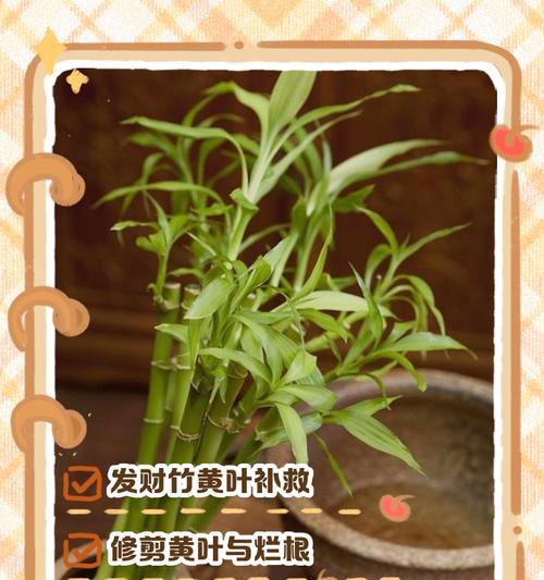 发财水过多导致叶子发黄如何解决？