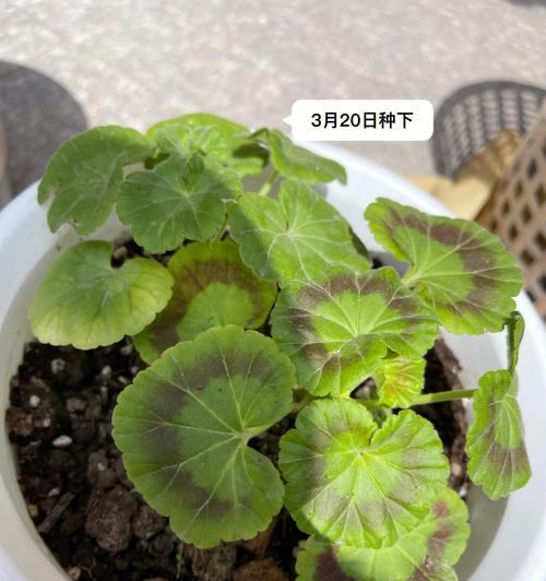 天竺葵白老鼠的养殖方法是什么？