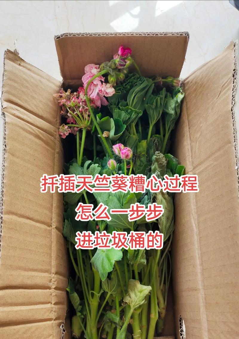 稻壳作为介质如何养活天竺葵？