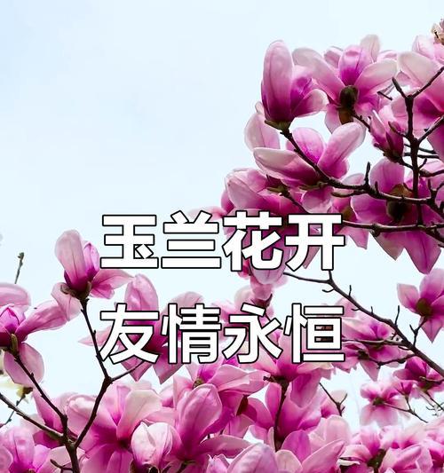 哪些花象征友情的美好？它们的寓意是什么？