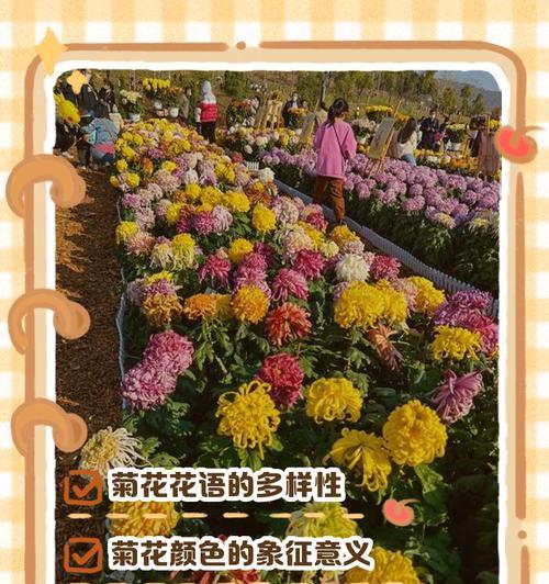 多头菊的花语和象征意义是什么？