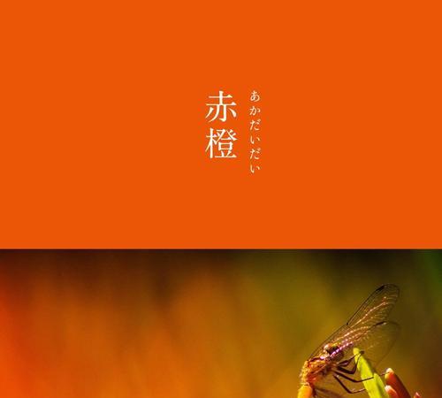 花的配色橘色代表什么含义？