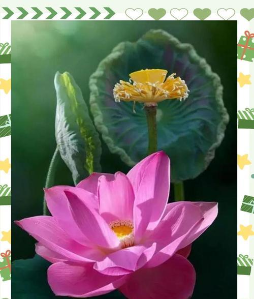 哪些花象征着傲气？它们的寓意是什么？