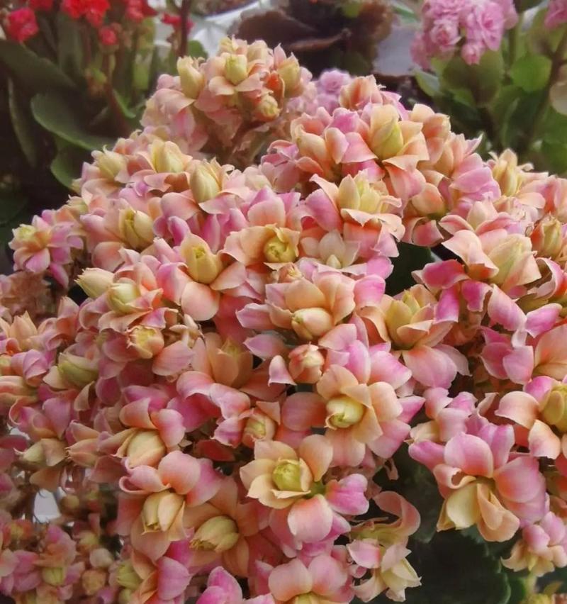 哪些花象征着傲气？它们的寓意是什么？