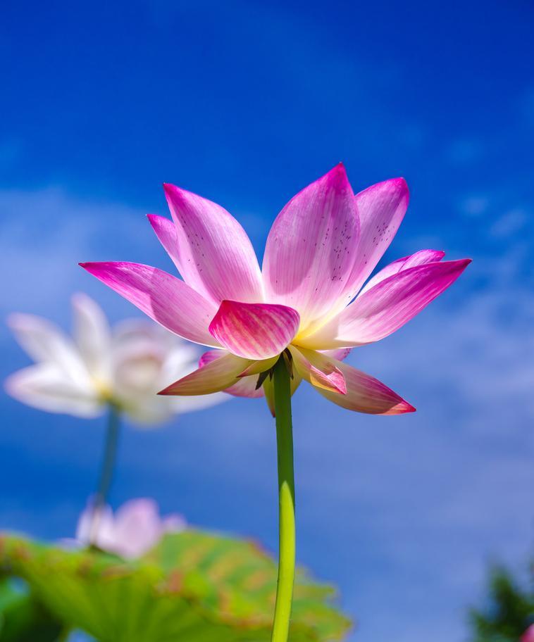 哪些花寓意高尚？如何挑选代表高洁的花卉？
