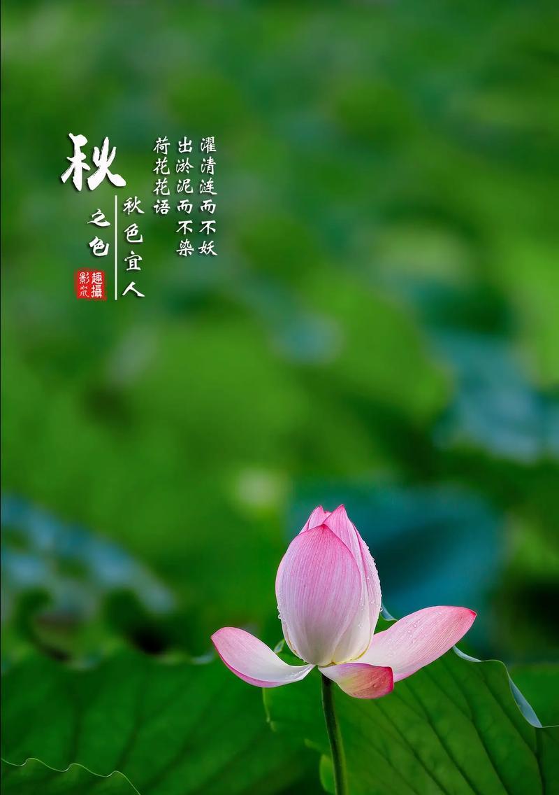 荷花象征着什么？它的花语背后隐藏了哪些故事？