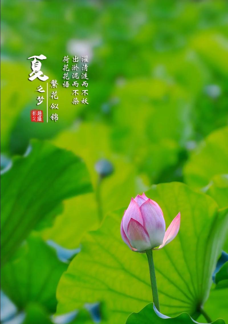 荷花象征着什么？它的花语背后隐藏了哪些故事？