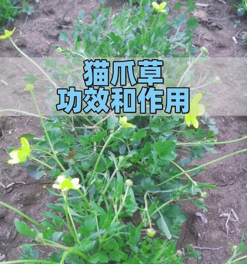 猫爪花寓意何在？猫爪花的象征意义是什么？