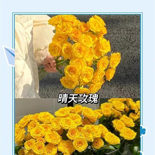 橙色玫瑰的花语及其特别含义是什么？