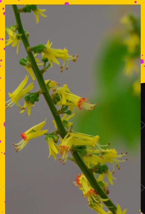 表达思念的花语有哪些？它们各自的意思是什么？