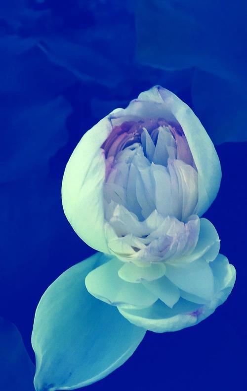 异性纯洁象征的花有哪些？它们的象征意义是什么？