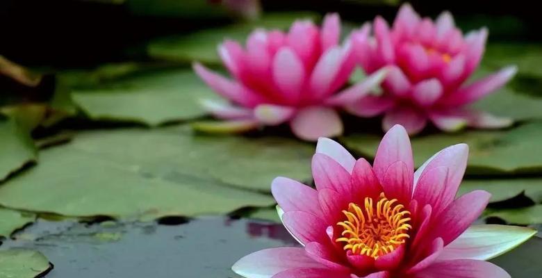异性纯洁象征的花有哪些？它们的象征意义是什么？