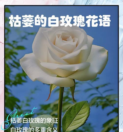 白玫瑰花语中有哪些不为人知的含义？它为何被视为祸害？