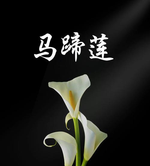 马蹄莲花语是否含有负面含义？真实寓意是什么？