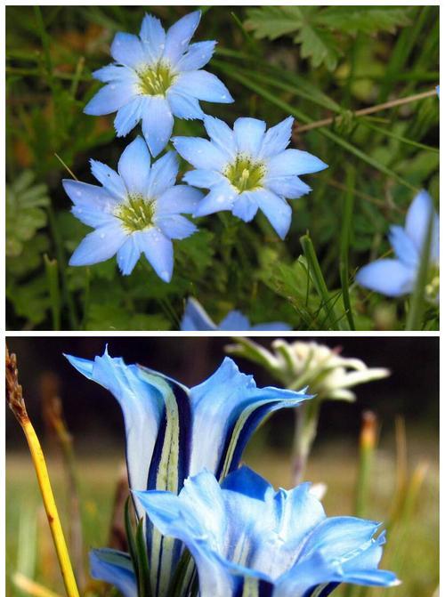 花星纹的象征意义是什么？