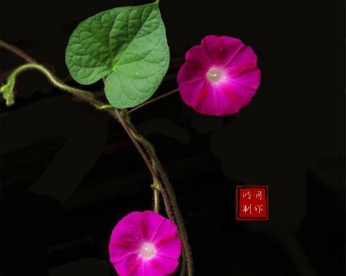 花星纹的象征意义是什么？
