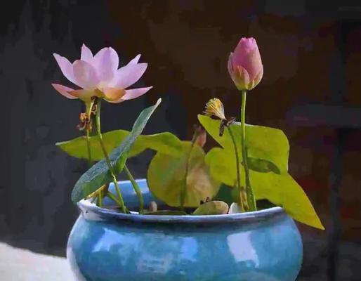 象征永恒的花卉有哪些？寓意长长久久的花是什么？