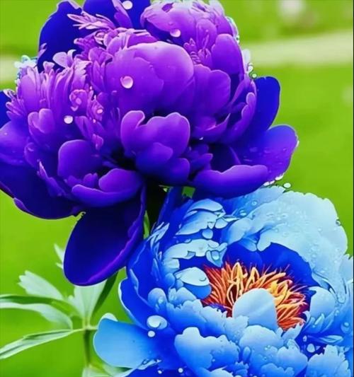 发光的花代表什么？发光花的特殊含义是什么？