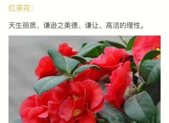 洁梗花的寓意是什么？洁梗花在花语中代表什么？
