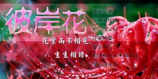 洁梗花的寓意是什么？洁梗花在花语中代表什么？