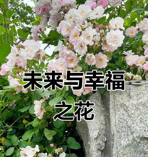 理想之花象征着什么？它代表了什么含义？