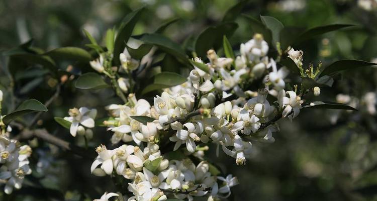橙花在花语中代表什么？不同文化中橙花的象征意义是什么？