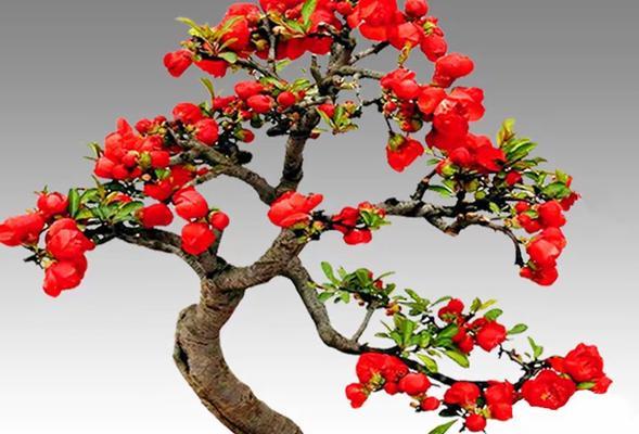 代表长寿的花语和花是什么？