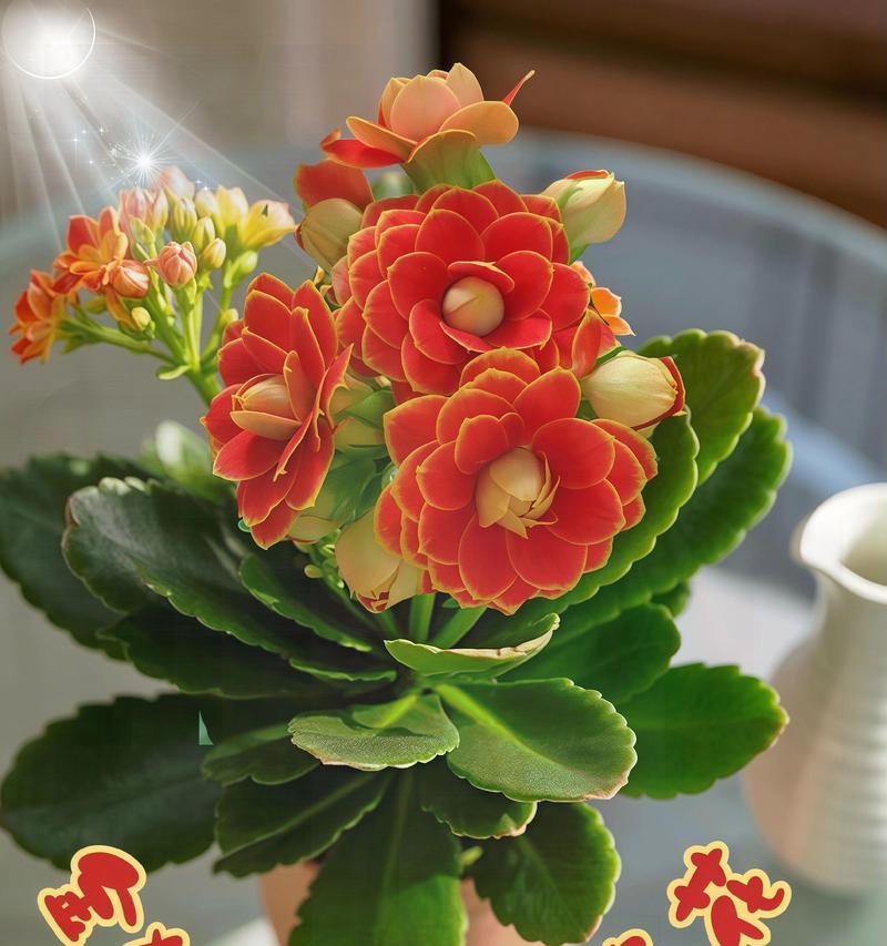 代表长寿的花语和花是什么？