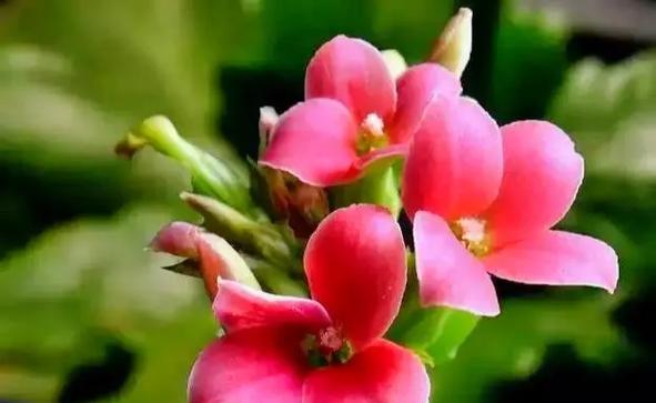 代表长寿的花语和花是什么？